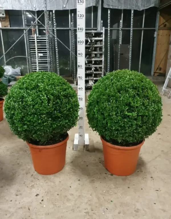 Buxus balls  60-70cm