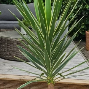 Yucca palm