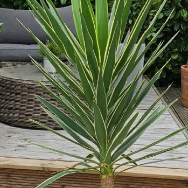 Yucca palm