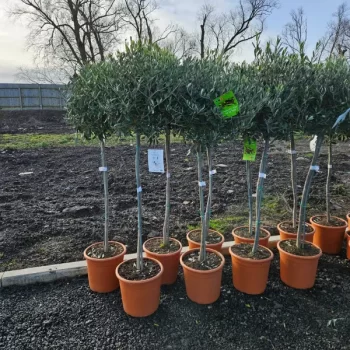 mature  olive standards
